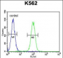 DDX11 Antibody (C-term)